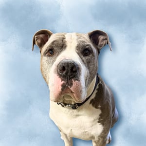 Brutus BetterBath Team Photo